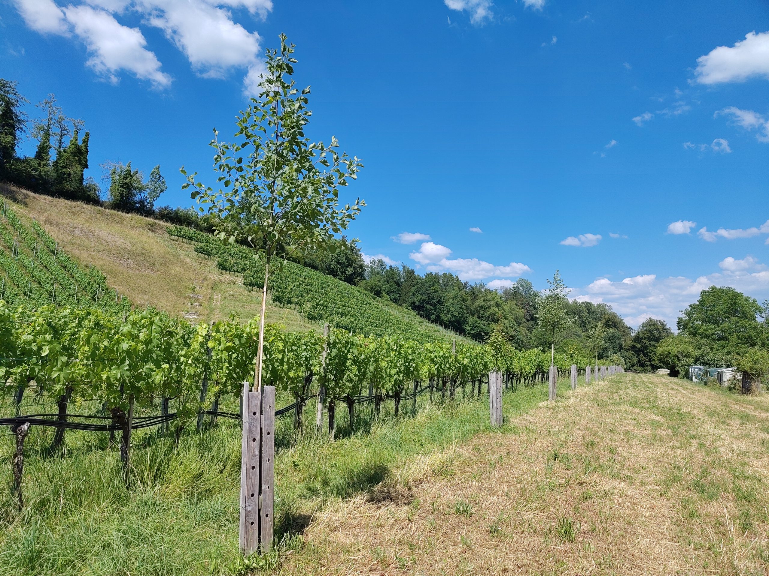 Weingut Rütihof